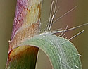 [photo of sheath, ligule and node]
