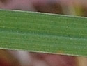 [photo of stem leaf]