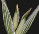 [close-up of spikelet]