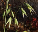 [photo of panicle]