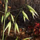 [photo of Cultivated Oats]