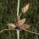 [photo of Prairie Bulrush]
