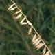 [photo of Side-oats Grama