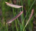 [photo of spike clusters]