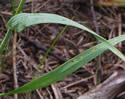 [photo of leaves]