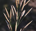 [photo of maturing panicle]