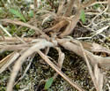 [photo of geniculate base]