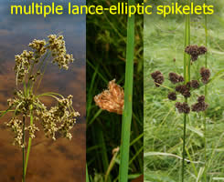 illustration of variations in Bulrush inflorescence arrangement