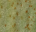 [photo of stem cross-section, sheath and ligule]