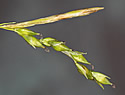 [photo of terminal spikes]