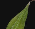 [photo of perigynia, scale and achene]