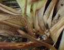 [photo of plant base]