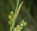 [photo of spike clusters]