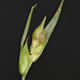 [photo of Back's Sedge]
