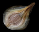 [photo of perigynia, scale and achene]