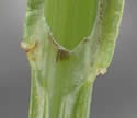[photo of sheath and ligule]
