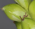 [photo of maturing spikes]