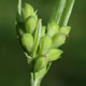 [photo of Common Woodland Sedge]