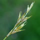 [photo of Brome-like Sedge]