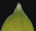 [photo of perigynia front (outer face) and back (inner), scale and achene]
