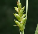 [photo of spikes]