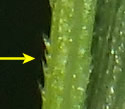[photo of scabrous stalk]