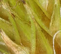 [close-up of maturing spikes]