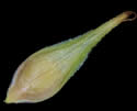 [photo of perigynia, scale and achene]