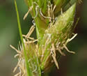 [photo of flowering spikes]
