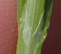 [photo of sheath and ligule]