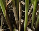 [photo of plant base]