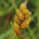 [photo of Crawford's Sedge]