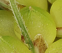 [close-up of maturing fruit]