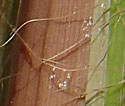 [photo of basal sheaths]