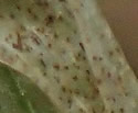 [photo of sheath and ligule]