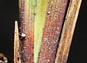 [photo of basal sheath]
