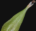 [photo of perigynia, scale and achene]