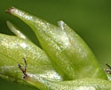 [photo of mature terminal spike]