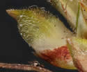 [close-up of maturing spike]