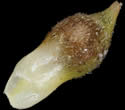 [photo of perigynia, scale and achene]