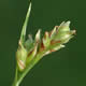 [photo of Northern Sedge]
