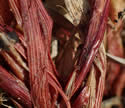 [photo of basal sheaths]