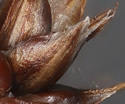 [close-up of spikes]