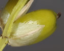 [photo of mature spikes]