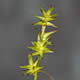 [photo of Star Sedge]