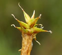 [photo of spikes]