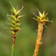 [photo of Coastal Sedge]