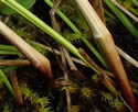 [photo of plant base]