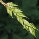 [photo of Handsome Sedge]