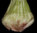 [photo of perigynia, scales and achene]